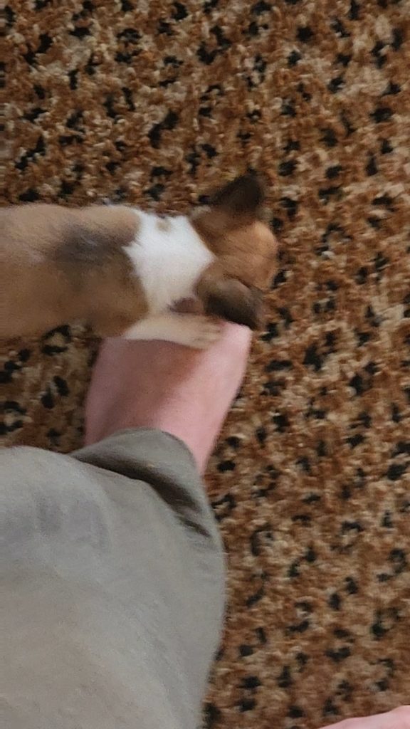 Cum să-ți salvezi gleznele de micuțul tău Jack Russell: Află de ce îți atacă picioarele și ce poți face imediat