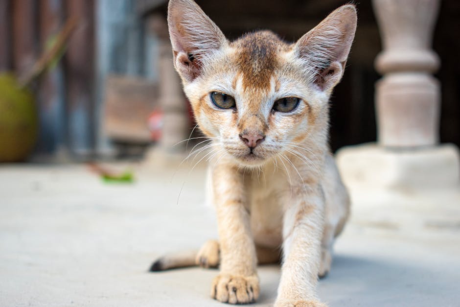 Cele mai tari nume pentru noul tău motănel – idei haioase și originale care îți vor face ziua mai bună!