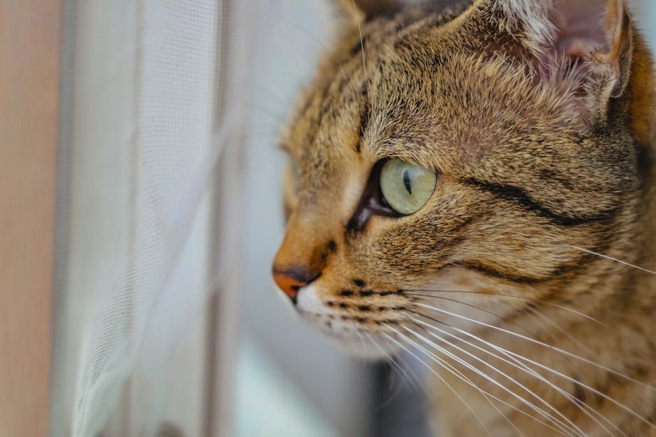 Trucul neașteptat al unei stăpâne de pisică pentru a evita haosul în timpul montării geamurilor: de ce baia poate fi cel mai sigur loc pentru blănosul tău