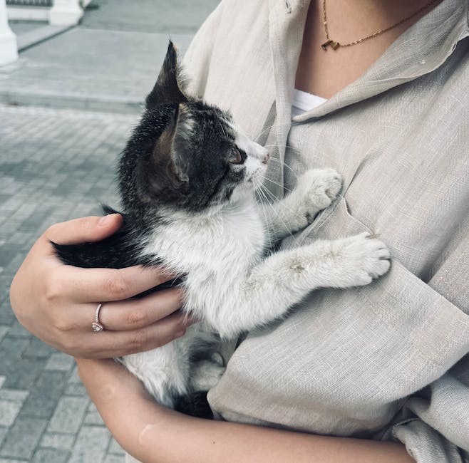 Pisica ta adoptată te evită? Așa o faci să capete încredere și să te iubească pe bune!