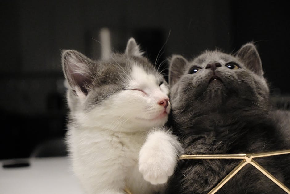 Pisica Nou Venită Face Scandal Când Cealaltă Vrea Să Se Joace: Ce Greșești Când Încerci Să Le Împrietenești