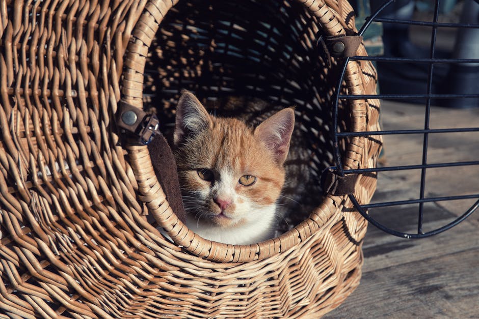 Motivul neașteptat pentru care pisica ta ar putea deveni anxioasă când o duci la iubitul tău: ce trebuie să faci dacă locuiește la o oră distanță