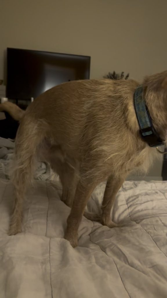 Cățelul care refuză să urce scările și se ascunde speriat – semnal de alarmă pe care stăpânii nu trebuie să-l ignore!