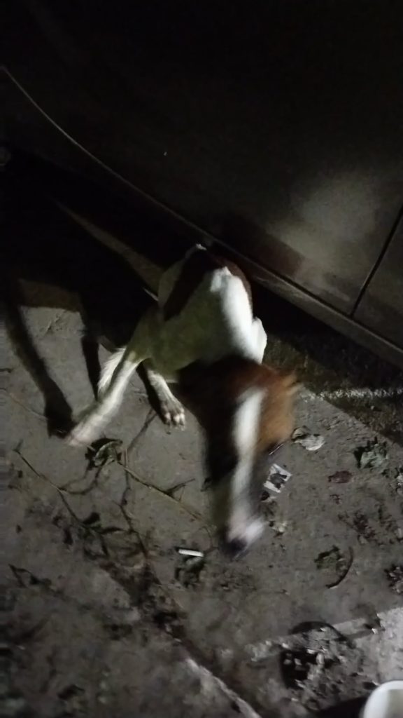DOG in șoc: De ce e periculos să-ți lași câinele afară singur, chiar și pentru 5 minute!