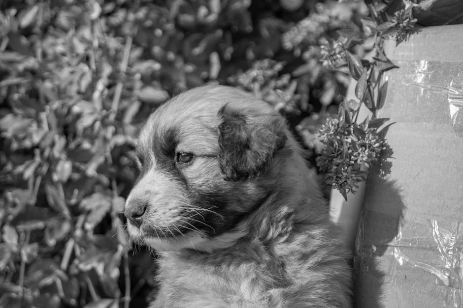 Durerea necuvântătoarelor: Ce înseamnă cu adevărat când al doilea câine pare „ok” după pierderea prietenului său?