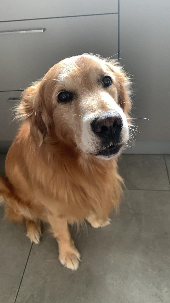Cum am știut că e timpul să-mi iau rămas bun de la Golden Retrieverul meu de 11 ani – sfaturi care m-au ajutat să iau cea mai grea decizie