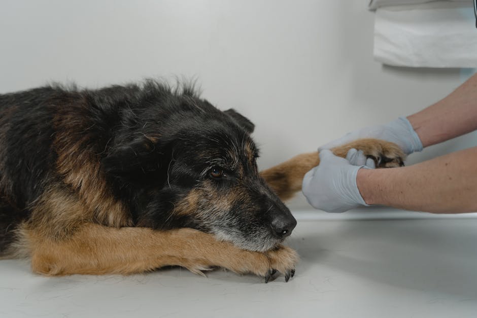 Stăpânul unui câine descoperă o excrescență misterioasă: semn benign sau semnal de alarmă? Află când trebuie să mergi urgent la veterinar!