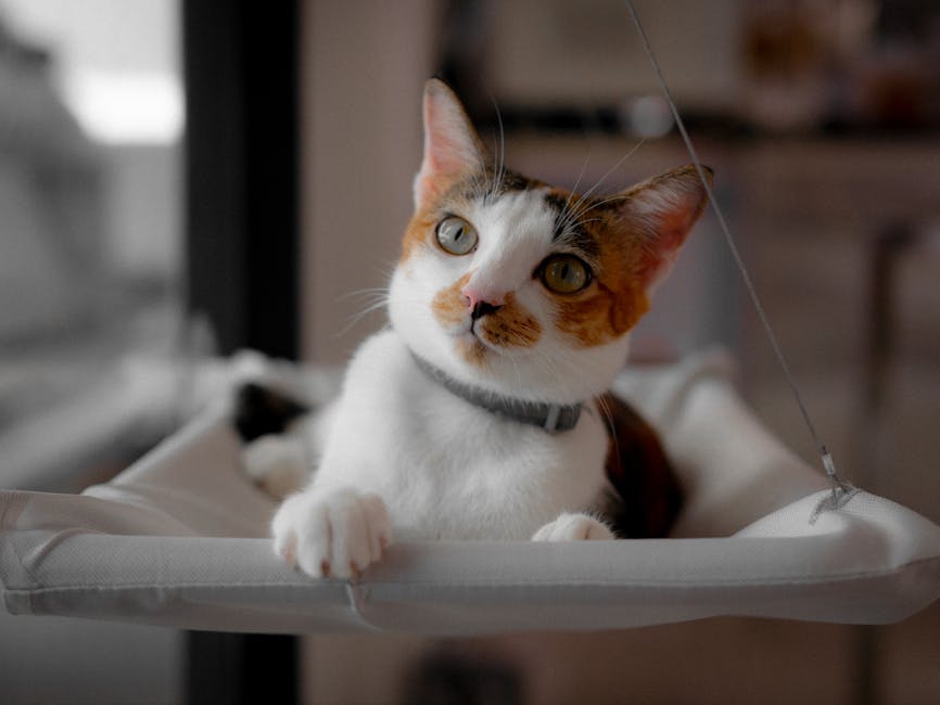 Pisici, Miorlăit și Secrete de Bine: Ce Aflăm din Discuțiile de Lună Despre Comportamentul și Fericirea Motanilor Tăi