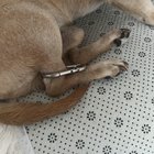 Panica de seară: Câinelui i s-a prins un carabinier de piciorul din spate – Ce să faci imediat ca să-l salvezi fără durere