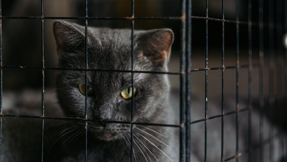 10 Adevăruri Șocante Despre Salvarea unei Pisici Traumatizate – Ce Nimeni Nu-ți Spune la Adăpost