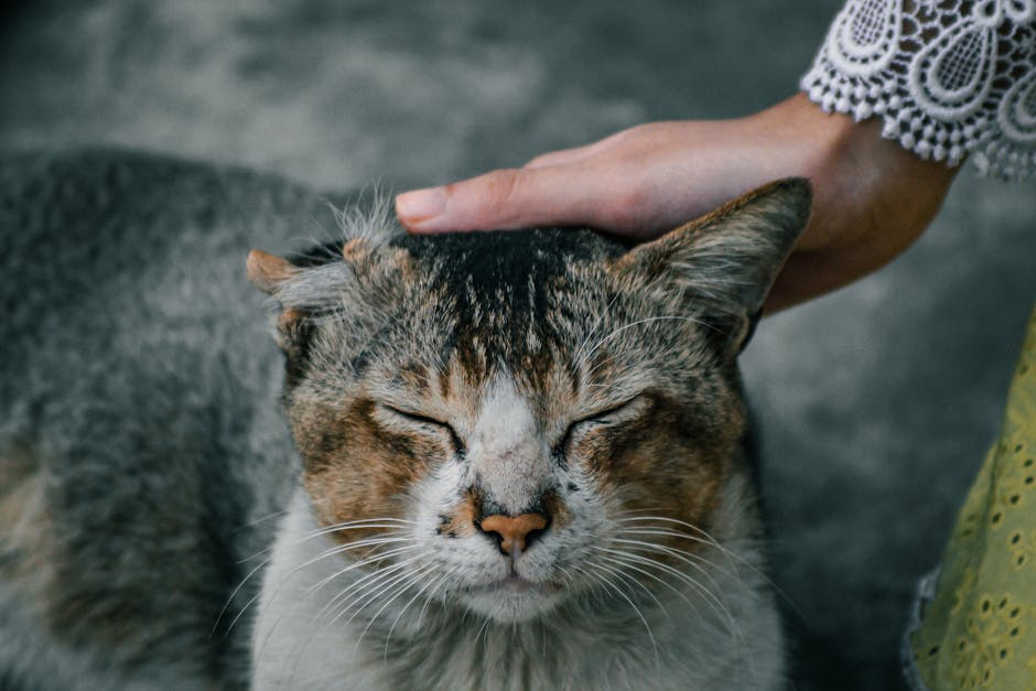 Cum să câștigi inima pisicii din parcarea ta: povestea emoționantă a unei feline care refuză să aibă încredere în oameni