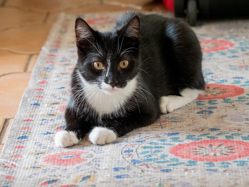 A luat o pisică, dar după doar o lună vrea încă una – sfaturile esențiale înainte să-ți dublezi blănoșii în casă