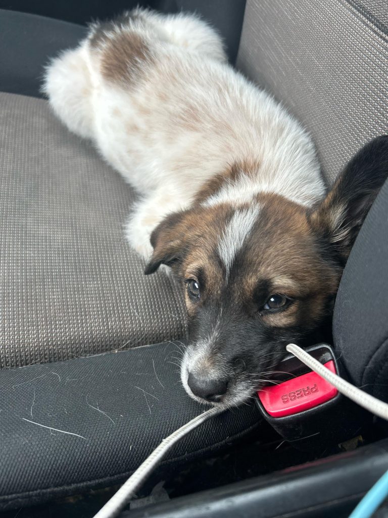 Ce să faci când adăpostul refuză să preia un cățel găsit pe marginea drumului – povestea unei descoperiri neașteptate și soluțiile posibile