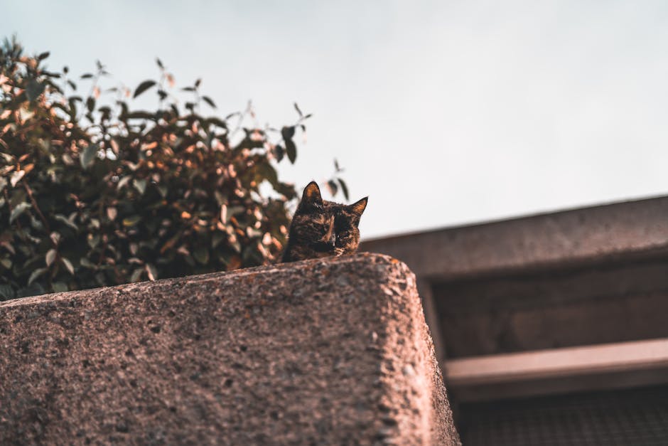 Pisica a dat bir cu fugiții: Ce să faci când felina ta de apartament scapă afară și intră în panică