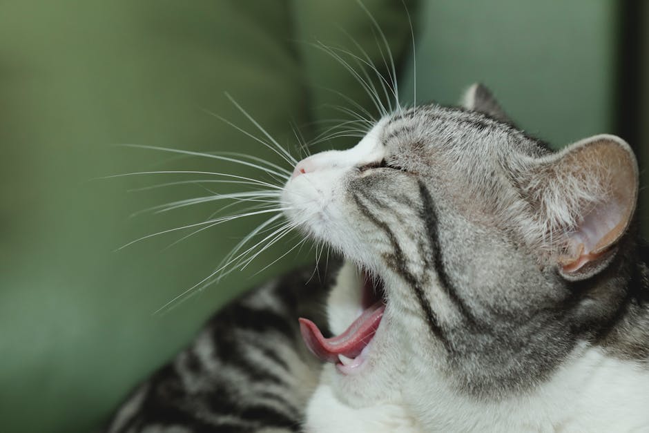 Cum am transformat din greșeală un motan plictisit într-un jucăuș profesionist cu propria lui jucărie – și cum poți face și tu asta fără efort!