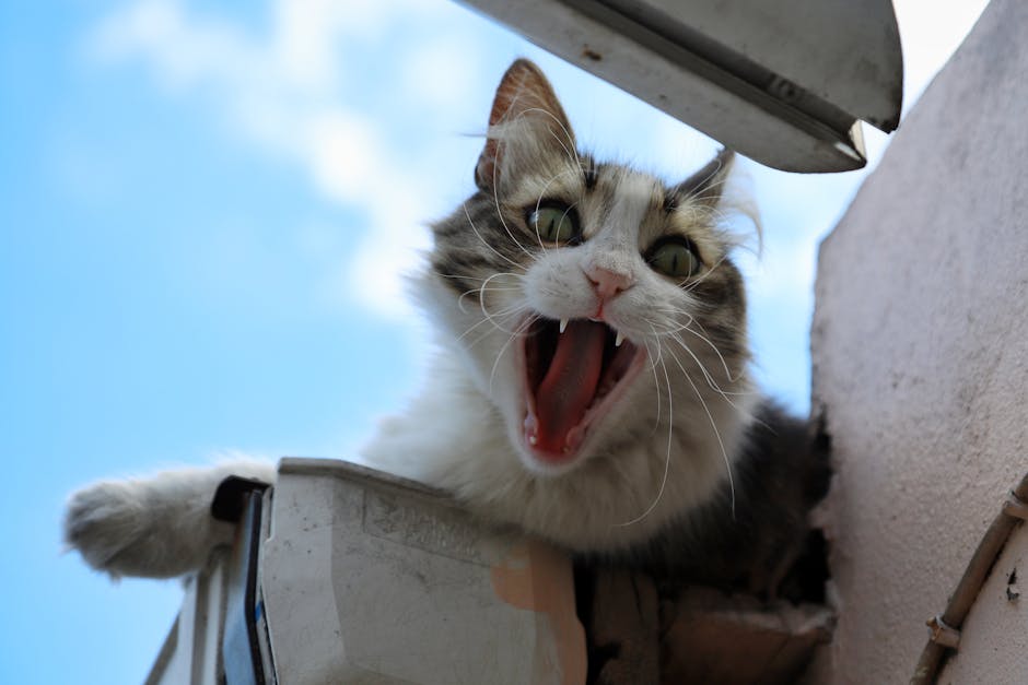 Pisica ta face lucruri ciudate? Află cele mai bizare obiceiuri feline și ce înseamnă ele cu adevărat